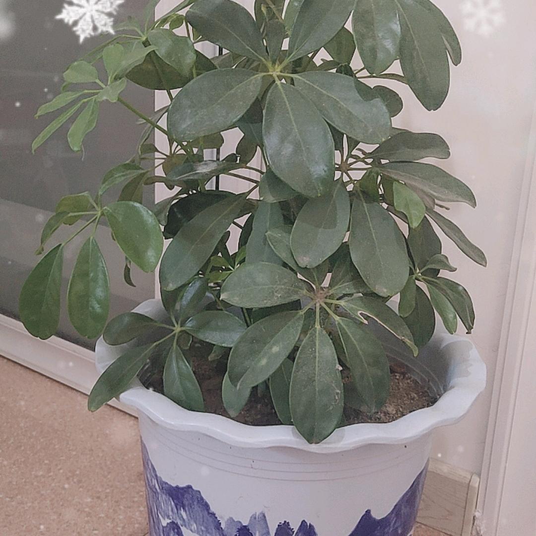 刘秀