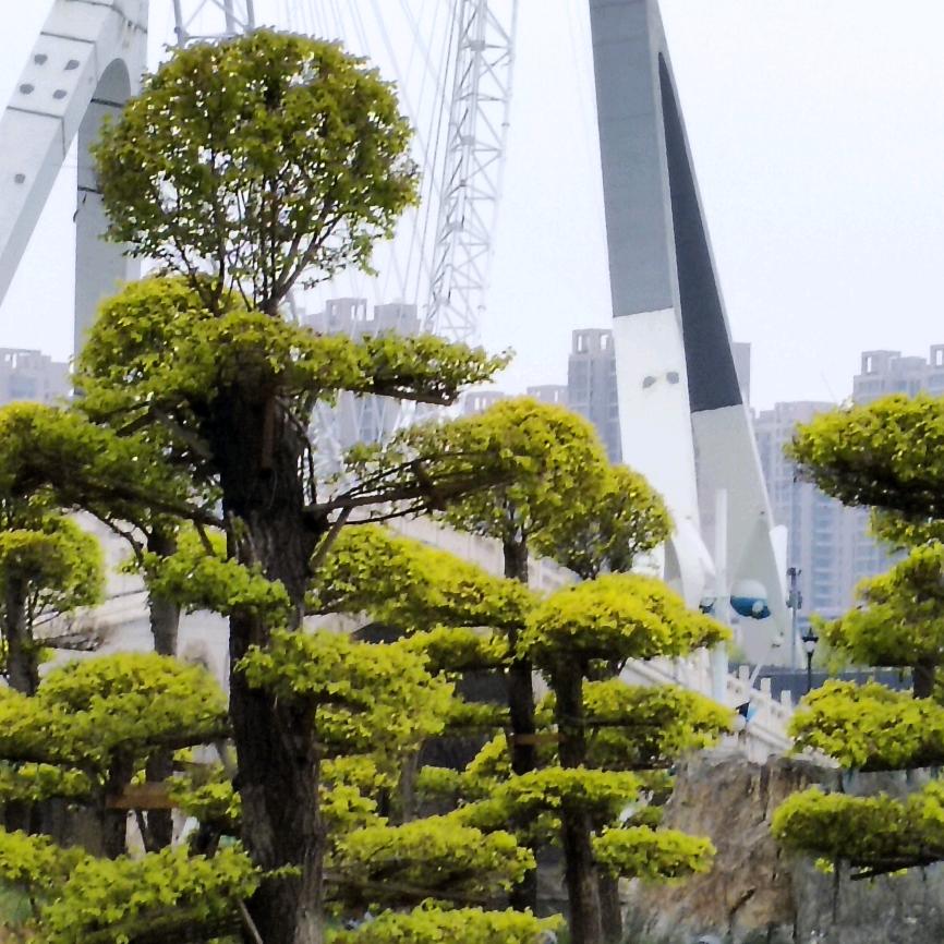 缘分天空