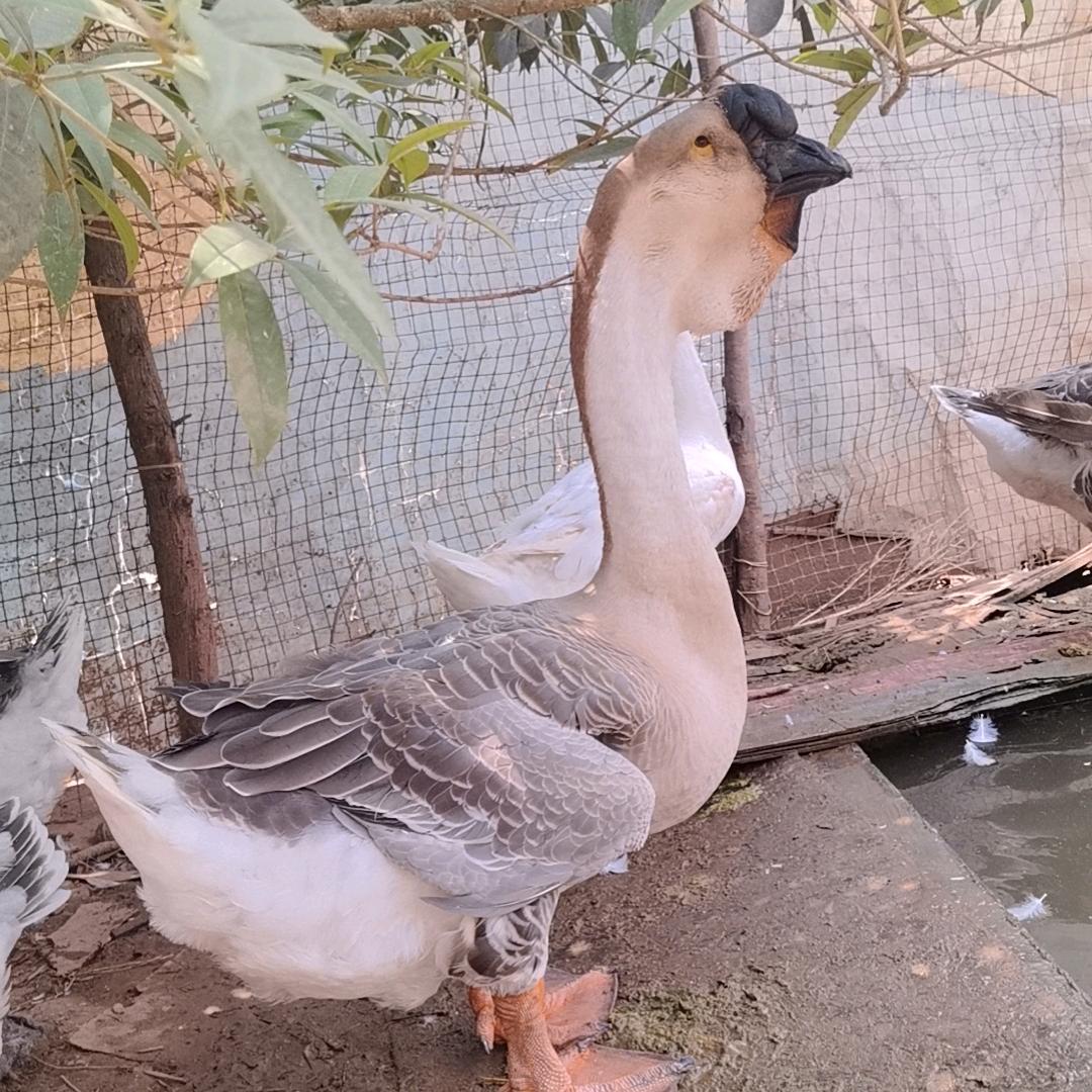 简阳特大种狮头鹅