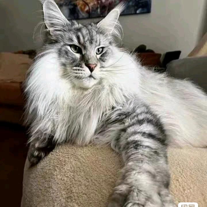 Leooo
