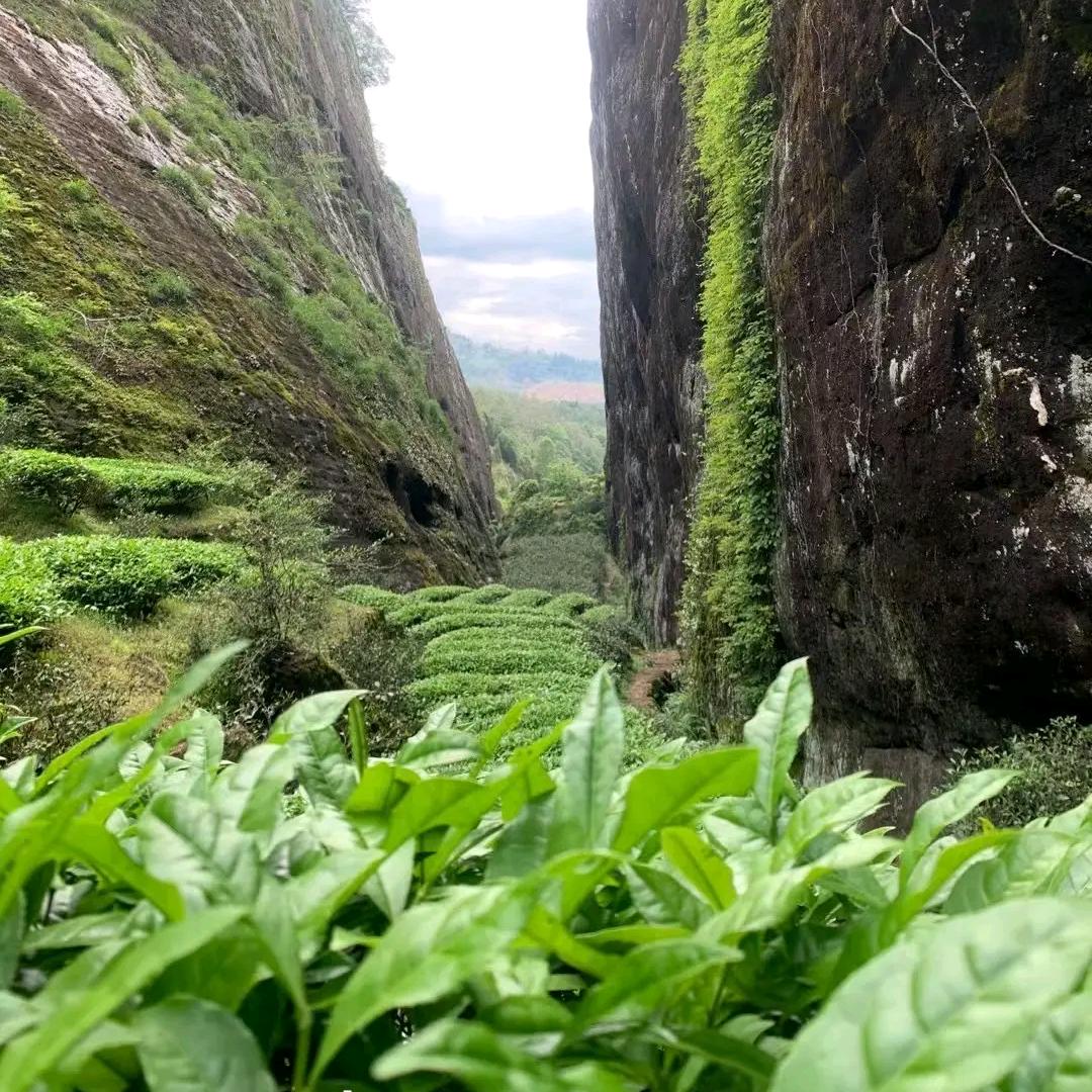 茶时光茶叶商行