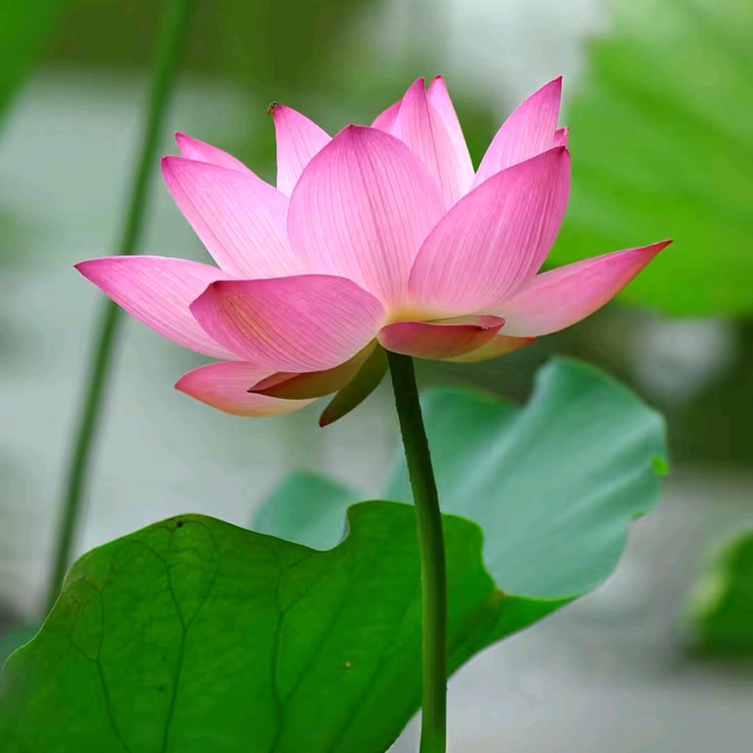 🌹᭄微笑予你💕🌹᭄