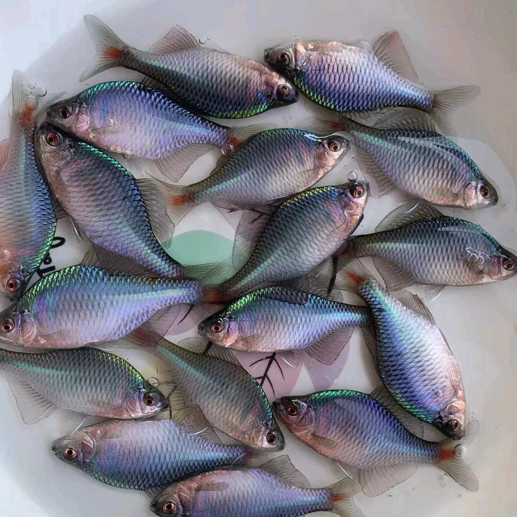收鳑鲏，棒花鱼等原生鱼