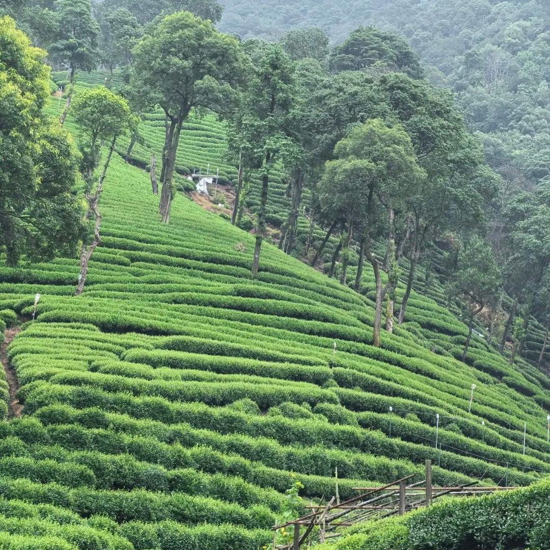 岳阳哥哥