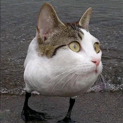 大Y