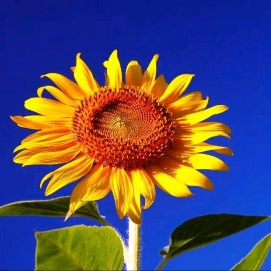 转身奇迹，回忆是酒