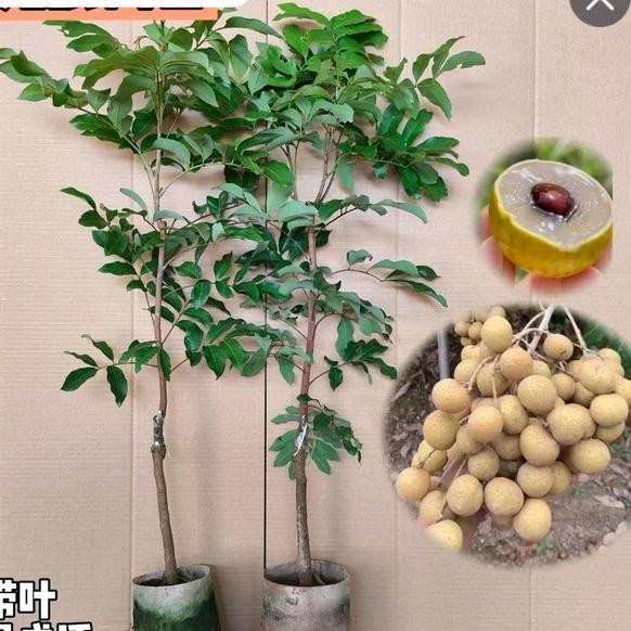 梅州巿嘉兴剧团