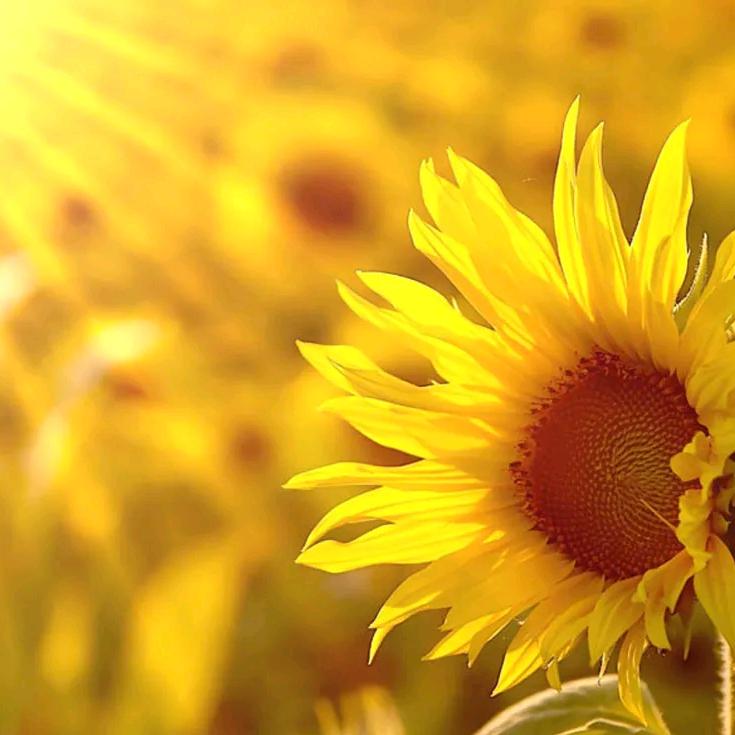 এ᭄ོ清风ོృ༊