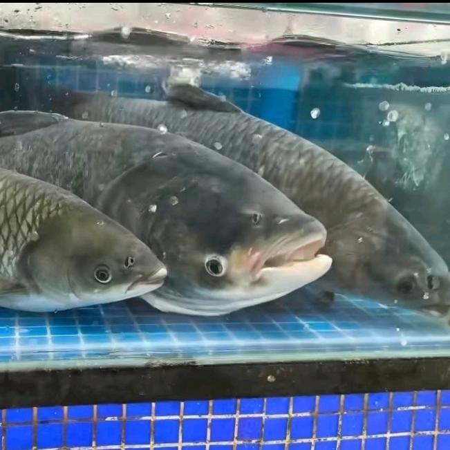 一条会飞的罗飞鱼🐟