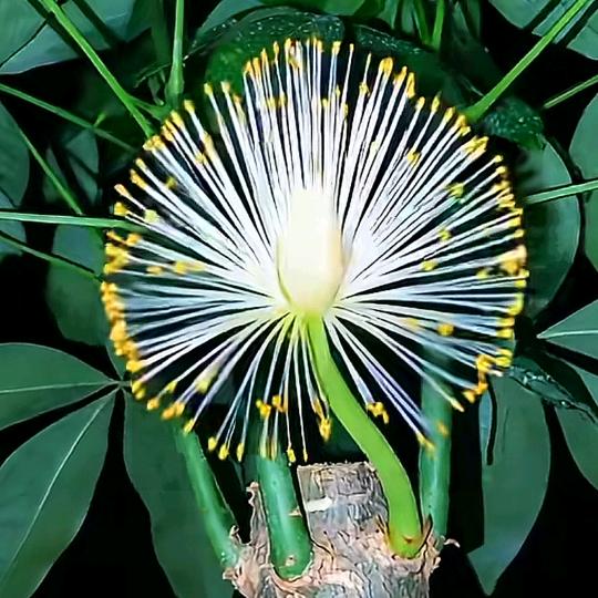 ζ 醉ζ 了ζ 半ζ 生ζ