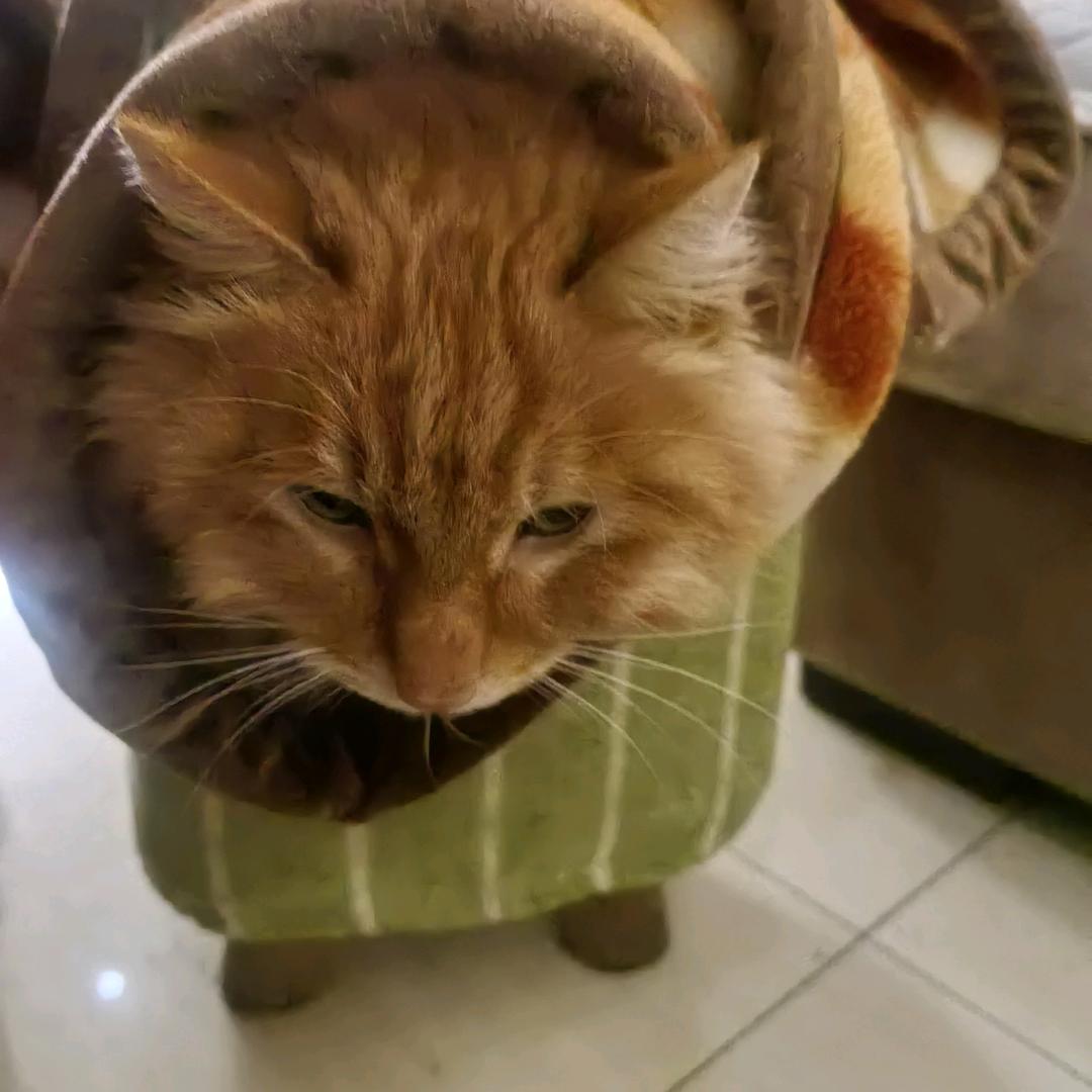 🐱🐟
