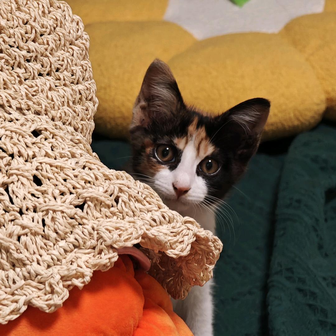 于多多有好多鱼