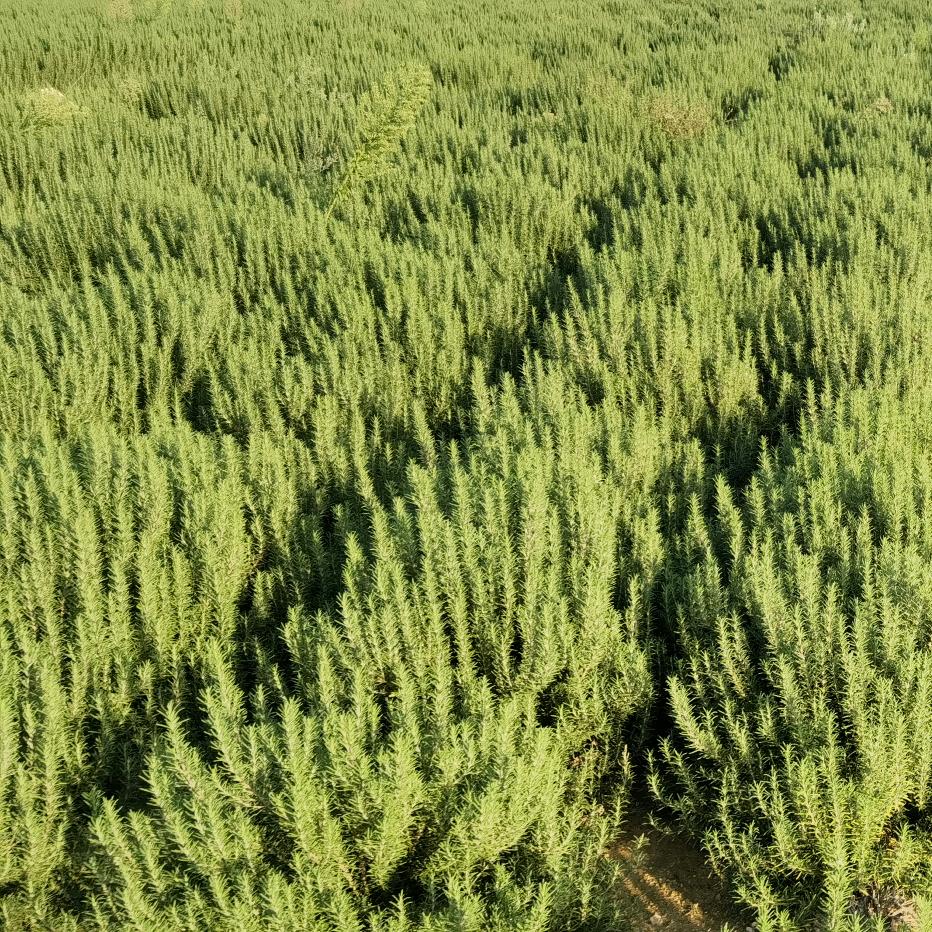 登封农业人《迷迭香》推广，技术指导