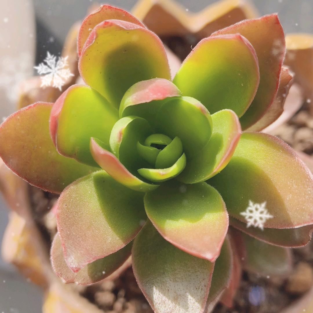 水边花🌸