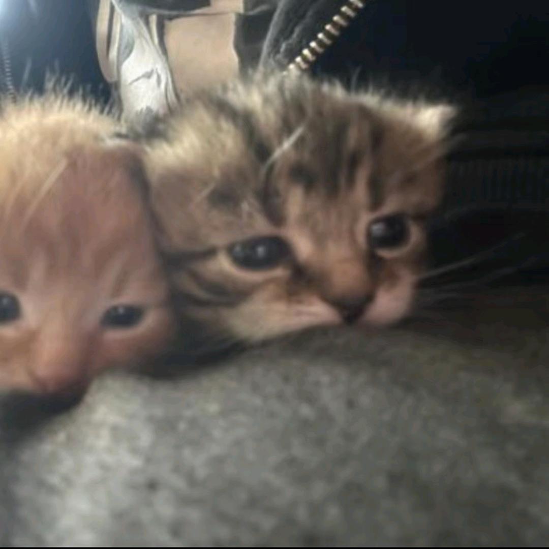 一个不爱睡觉的馒头