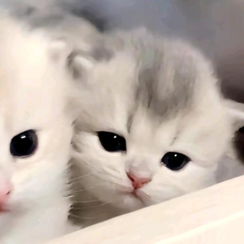 我猫隅乙੭