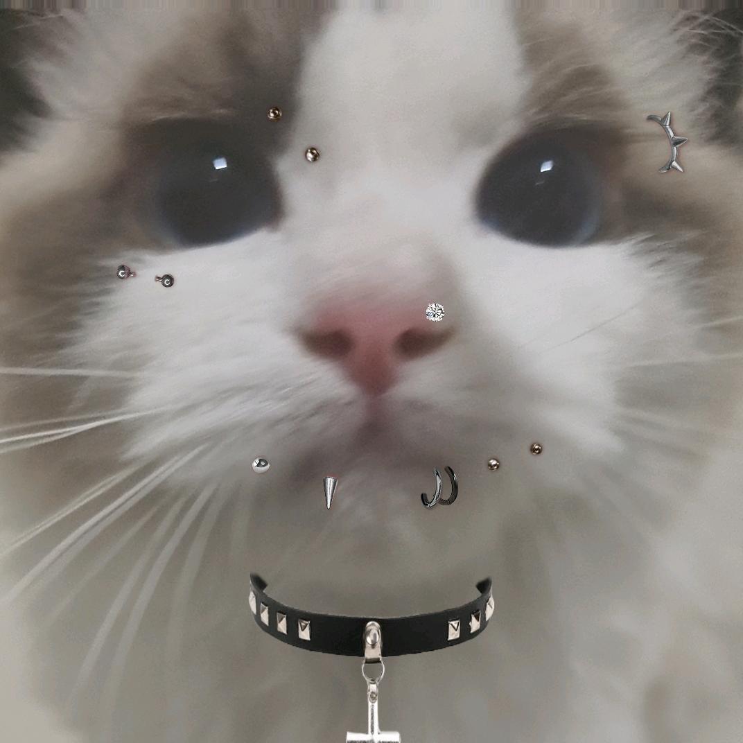 cc不是搞笑女