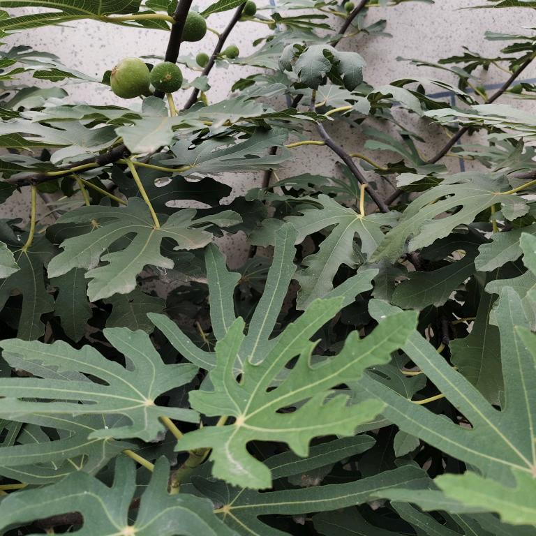 心想事成-