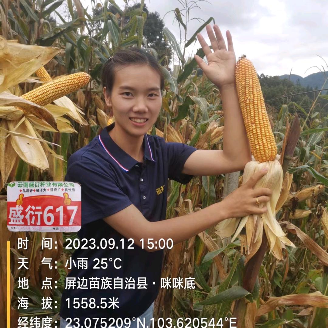 屏边鸿祥农资店春春