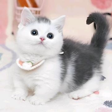 露娜猫猫