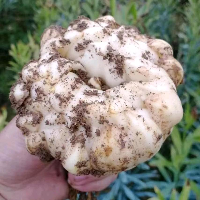 龙牙百合🌷佳佳