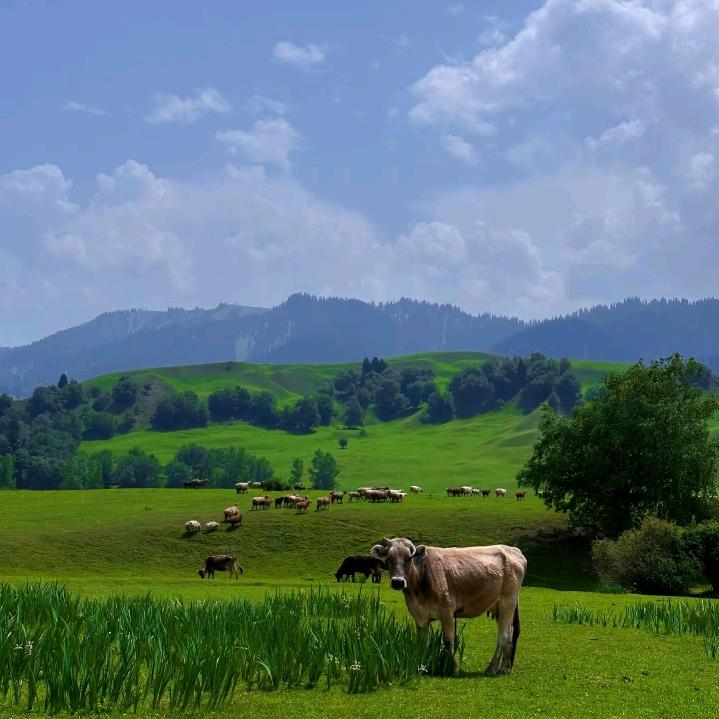 新疆大草原欢迎你