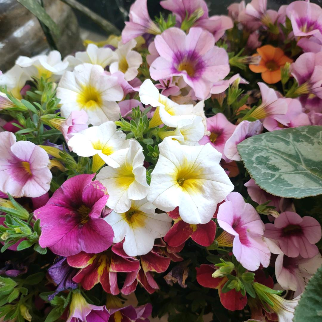 70后奶奶带孙子的