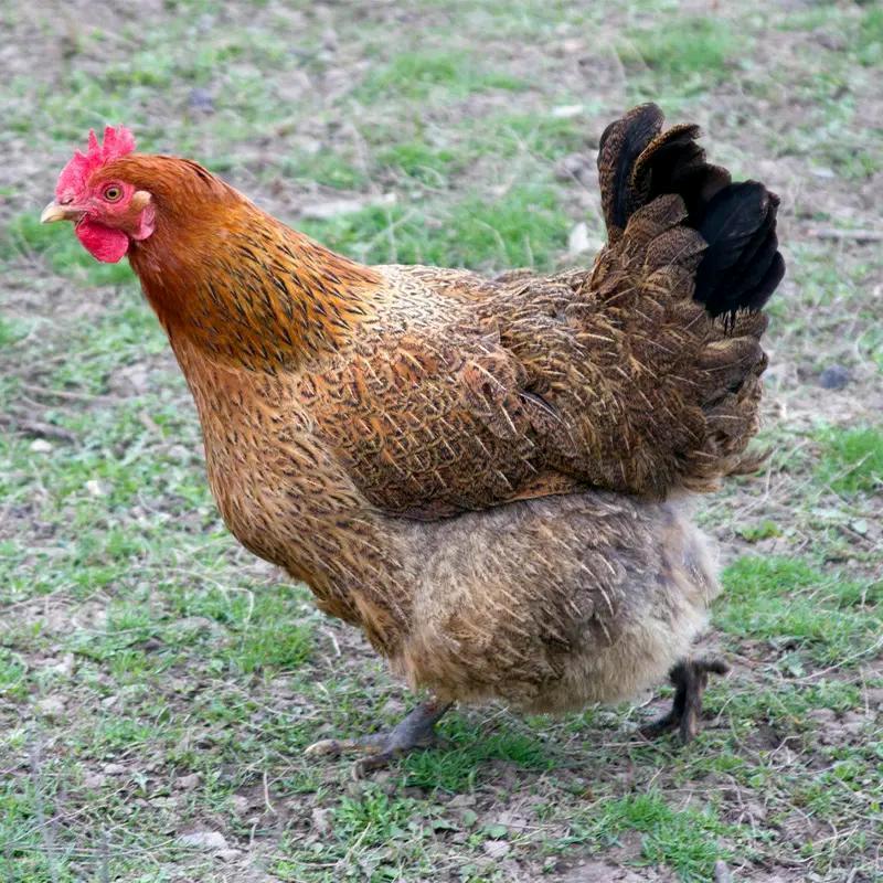 圆嘉曼源头工厂