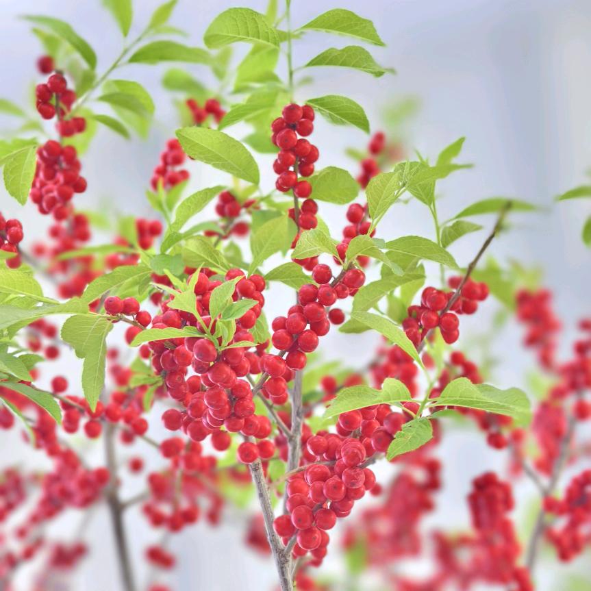 弹幕游戏～小林