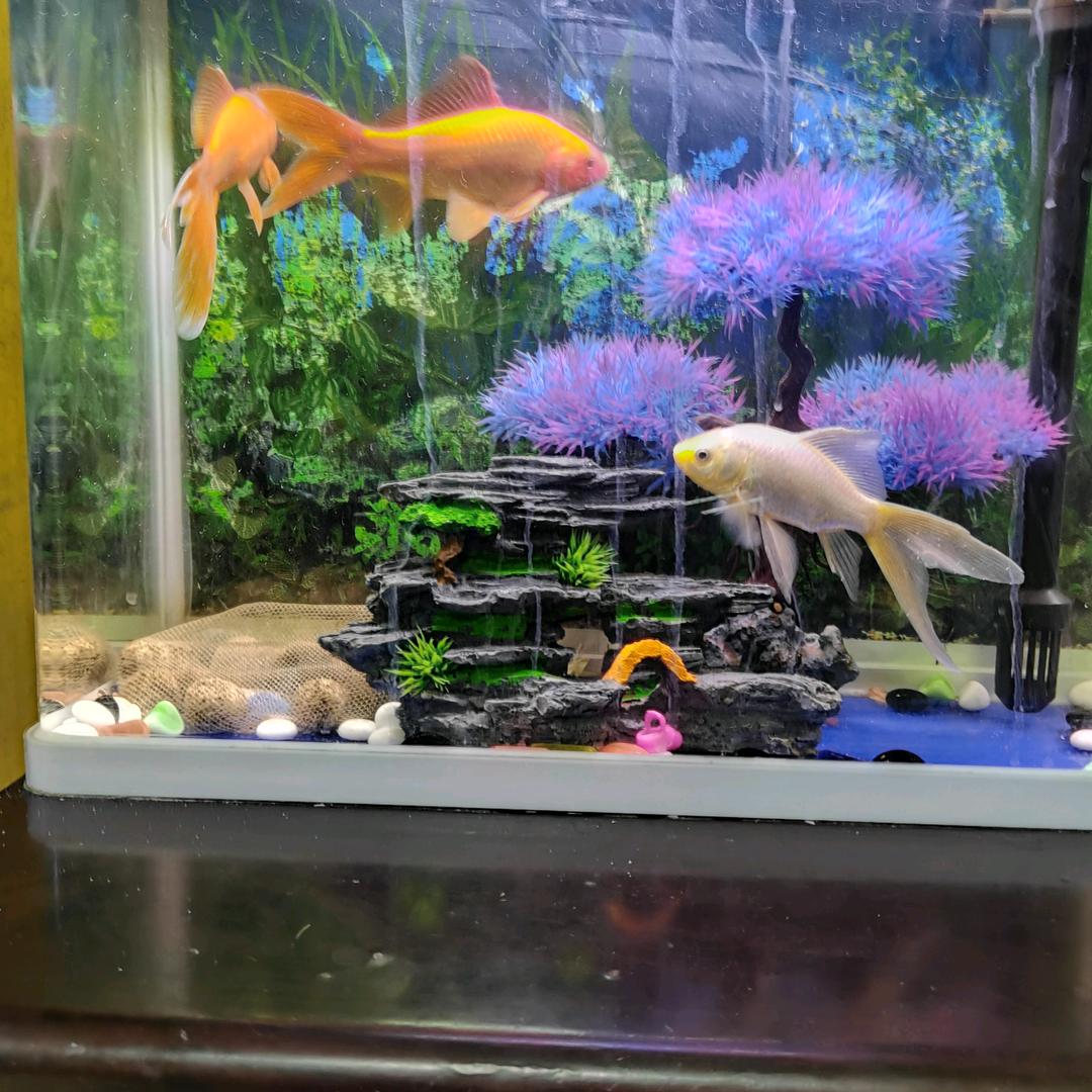 李子园(๑><๑）