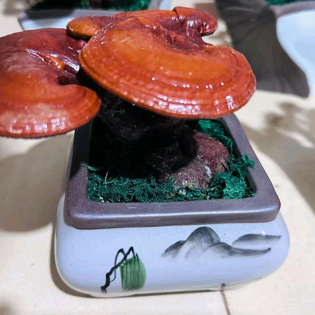灵芝盆景老王