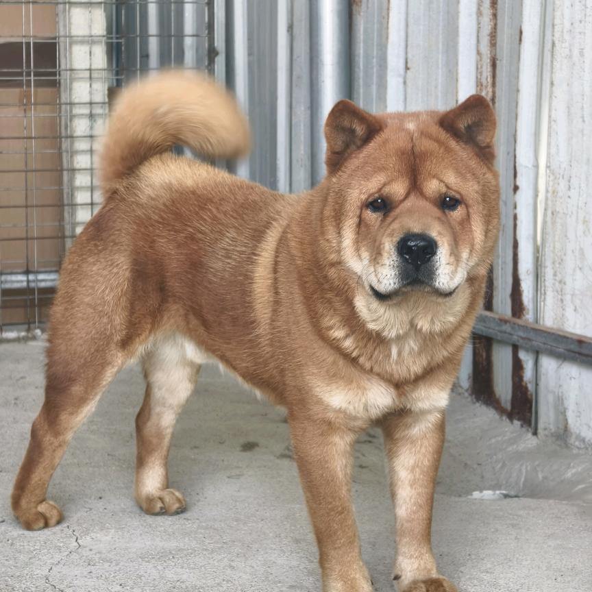 宝兴犬舍，批发部，冯兵