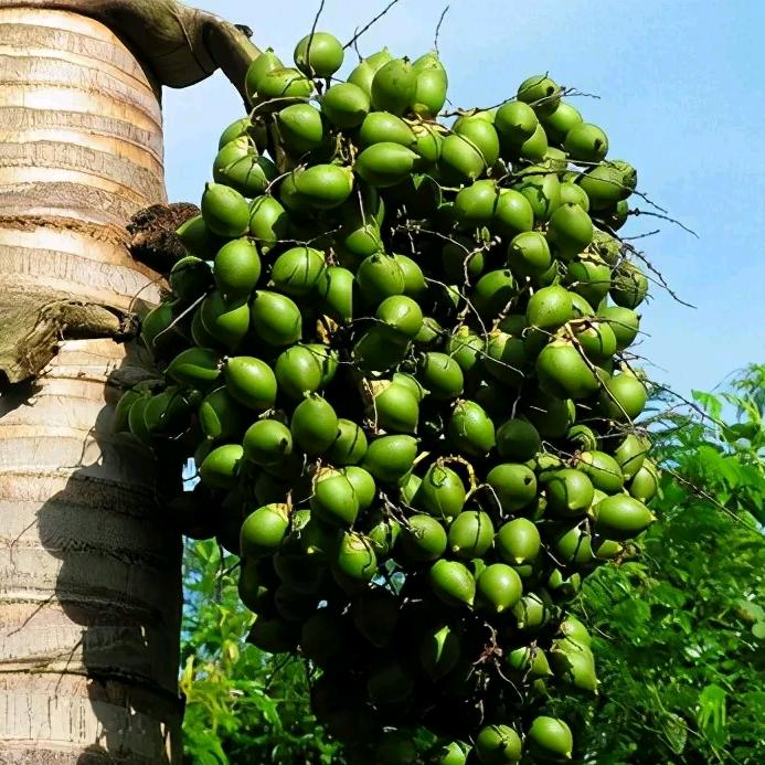 槟榔大丰收小周