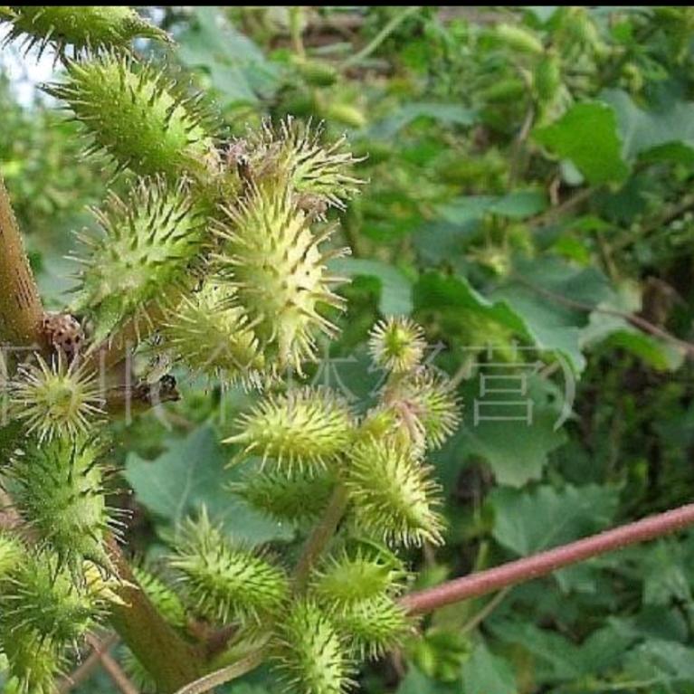 苍耳子