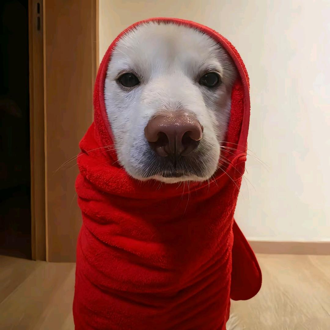 卡皮巴拉.秋