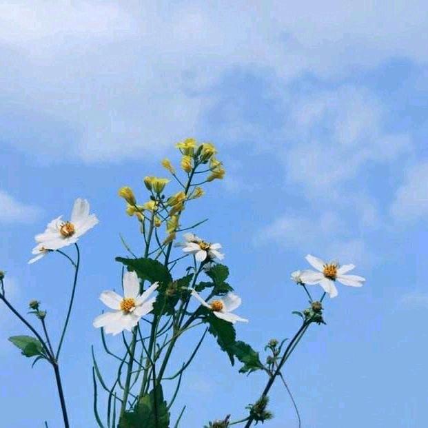 四叶草🍀