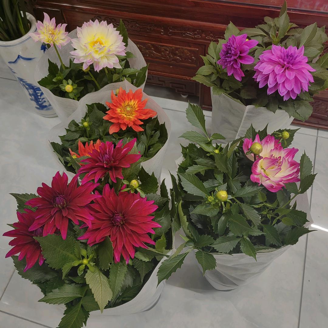 文旭花卉