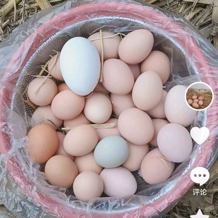 璐璐散养草鸡蛋