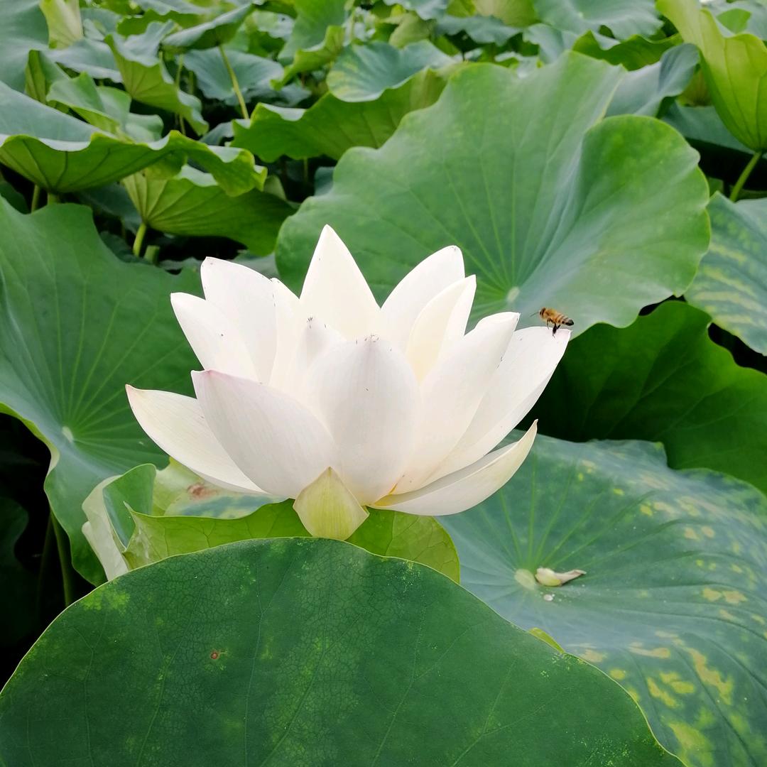 常福