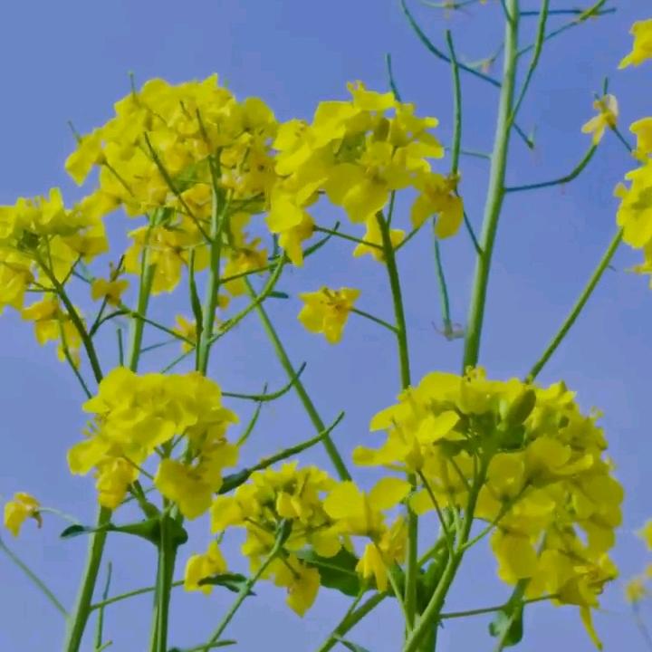 王风学