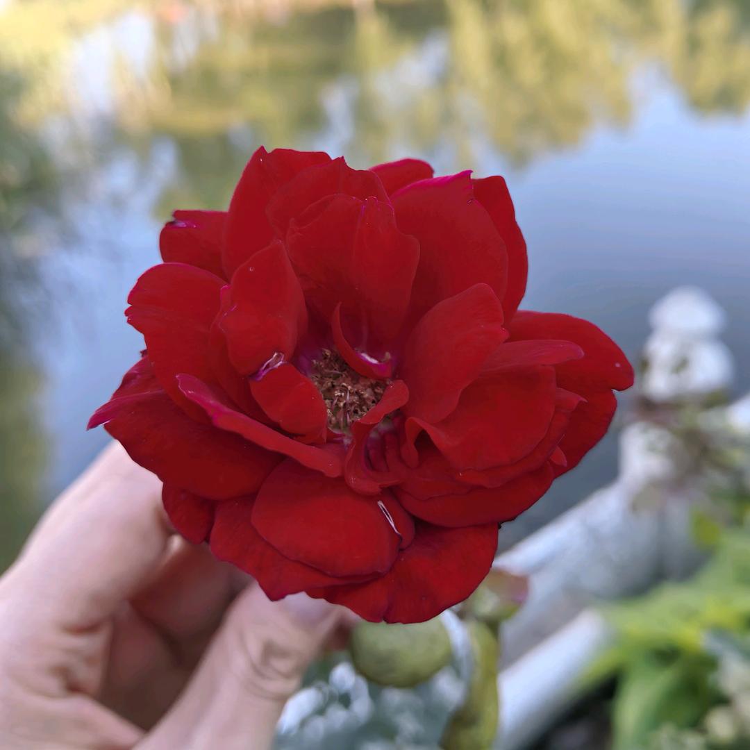 何事秋风悲画扇