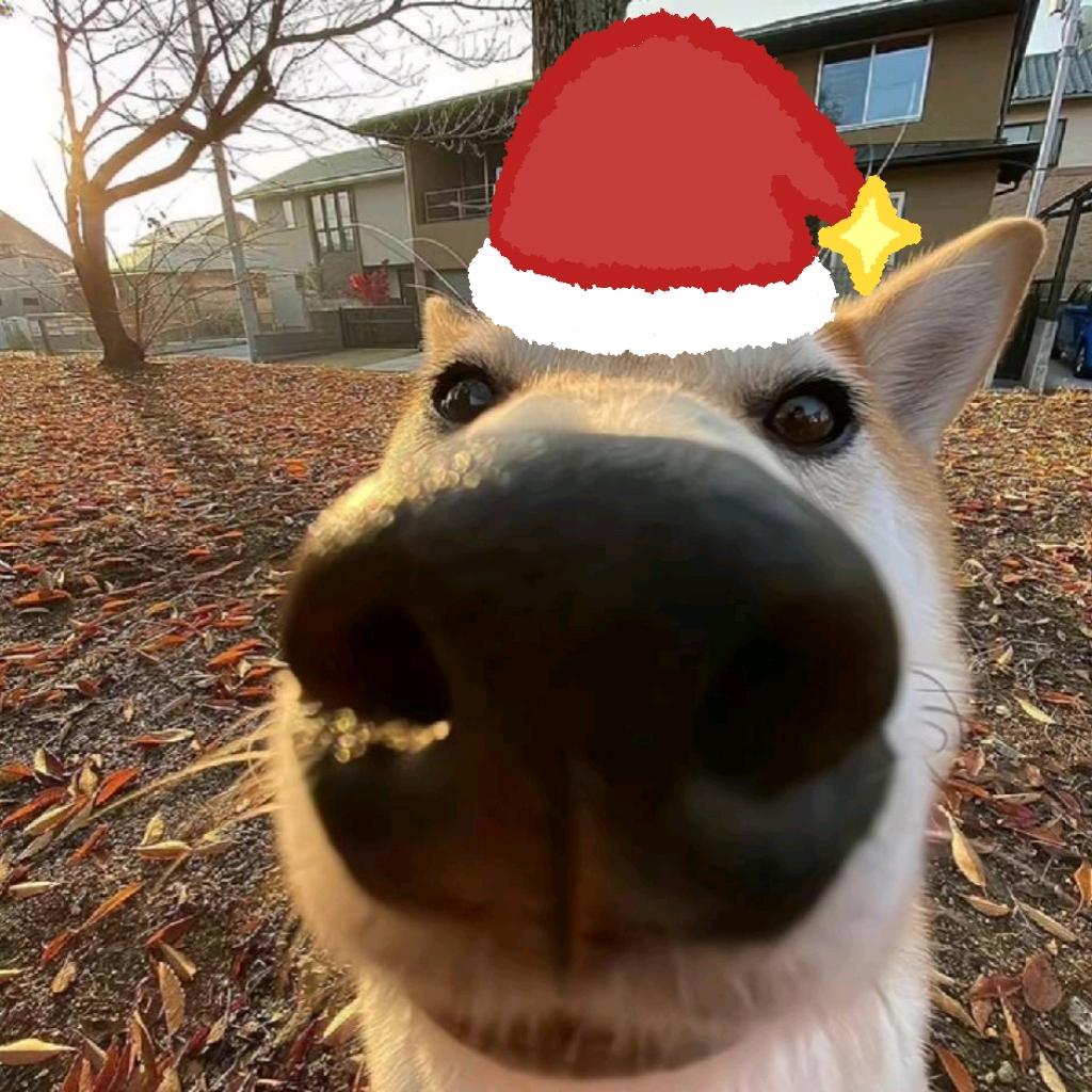 眼睛大了脾气小了小狗越来越好