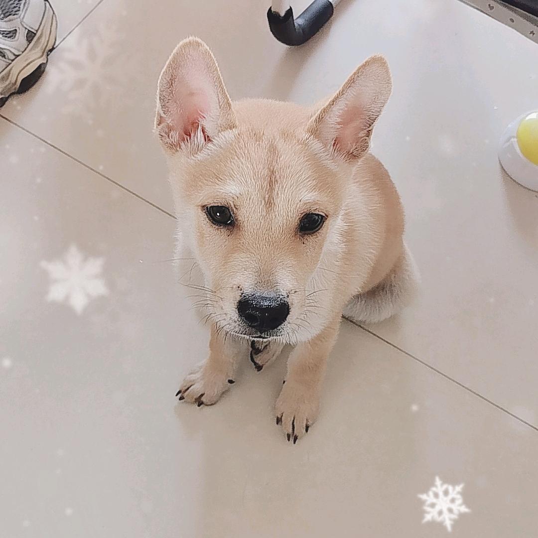 《金豆》成长记《田园犬》