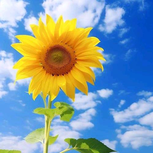 向日葵🌻🌻🌻