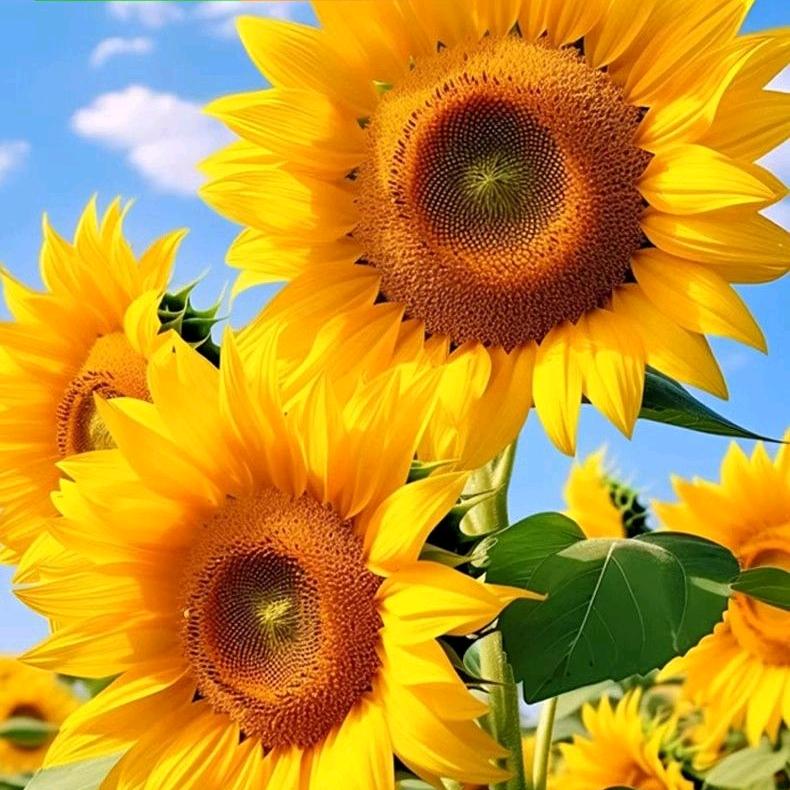 ❤️五妹👸🏻