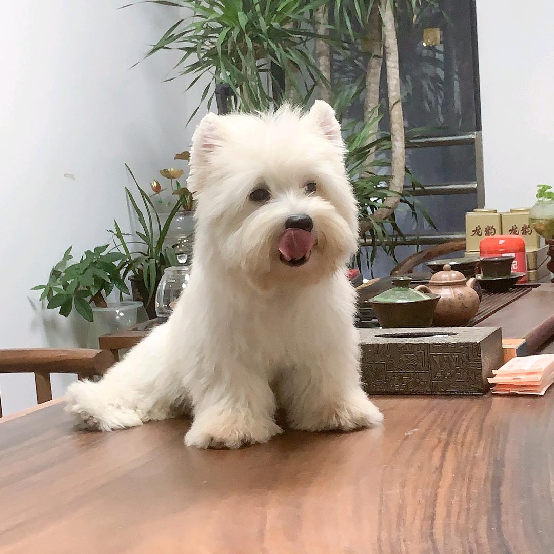 凌云宠物〔网红西高地〕