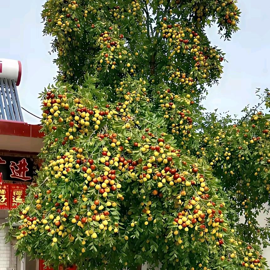 小麦，玉米