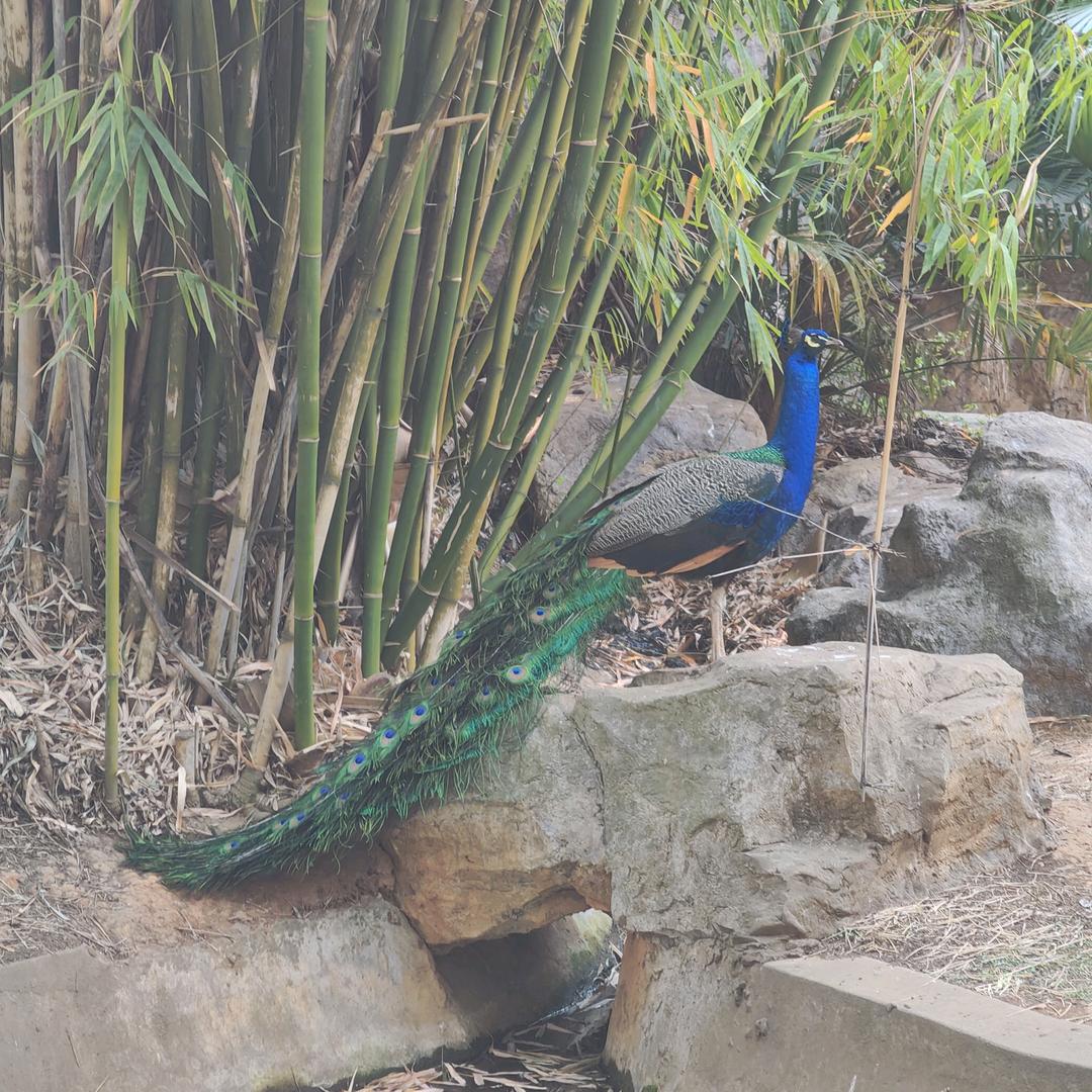 路边的野花不要采
