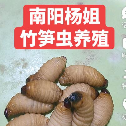 竹笋虫养殖收购杨姐