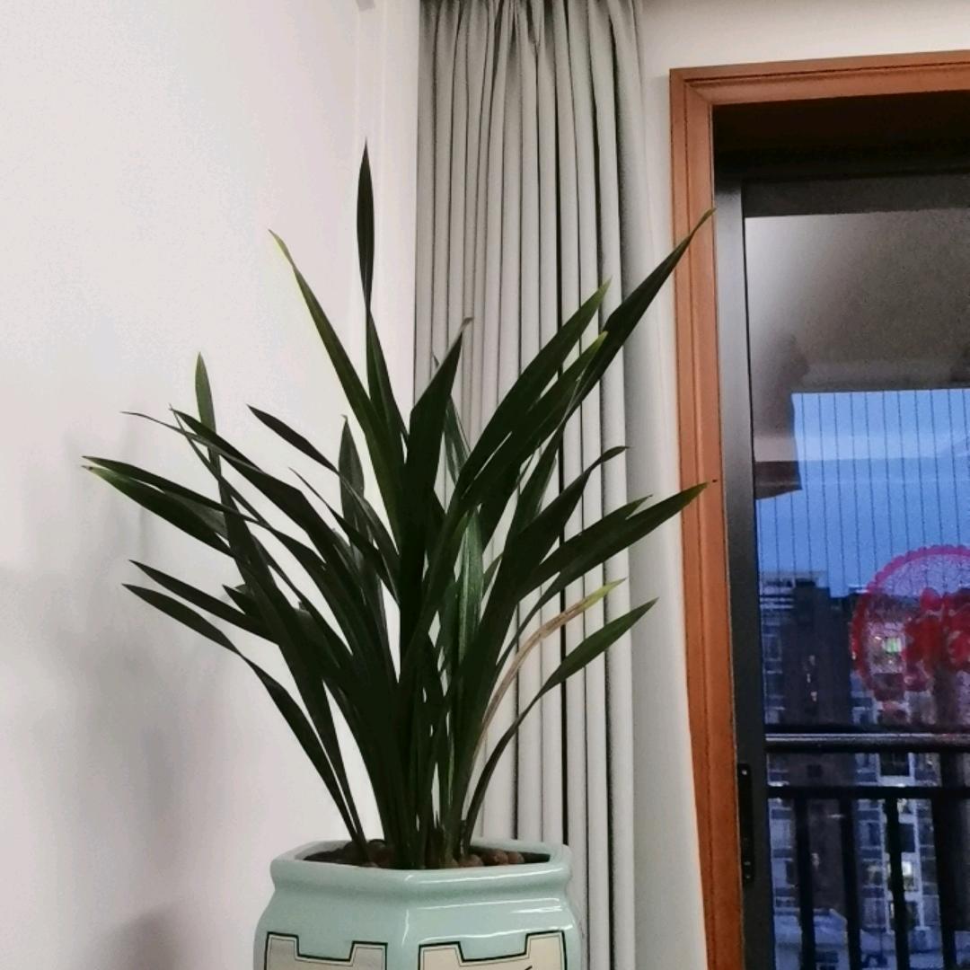 树心畅气